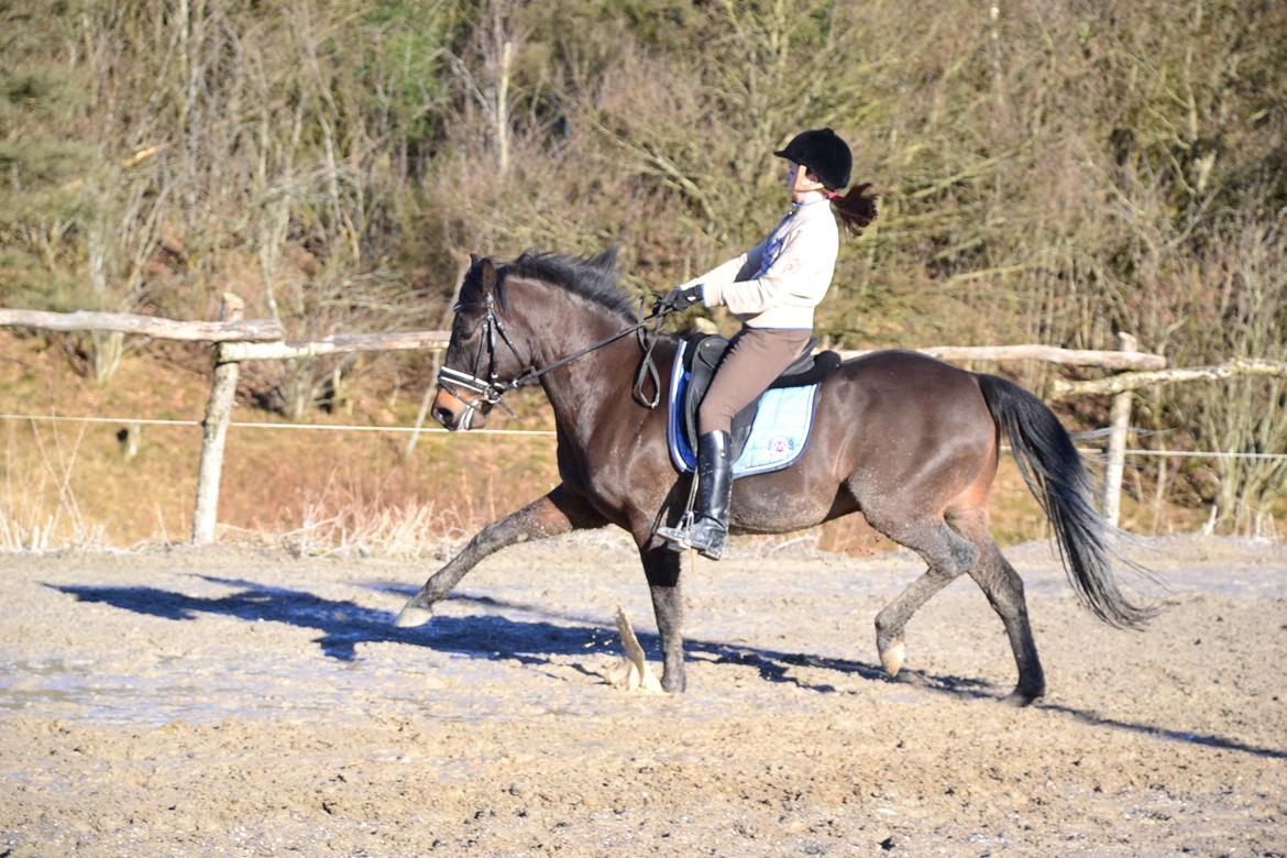 New Forest Meldgaardens Sir Duncan - B-pony billede 14