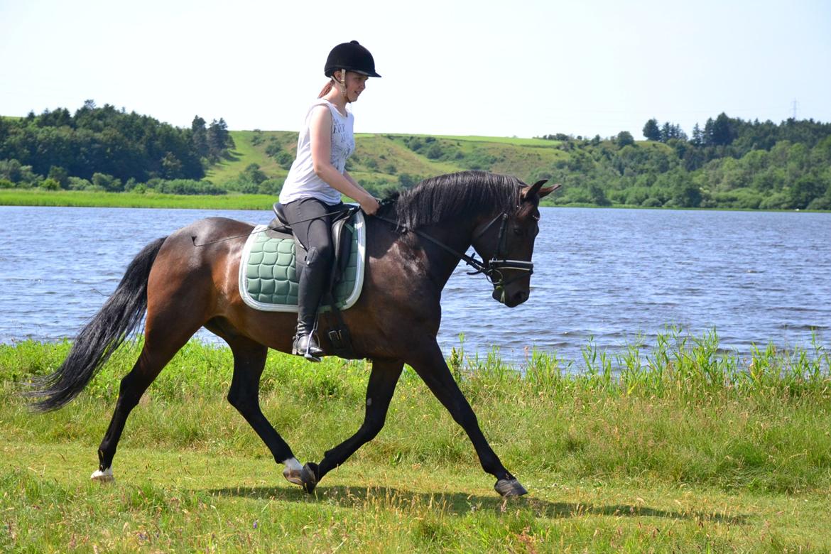 New Forest Meldgaardens Sir Duncan - B-pony - En sommerdag ved Kilen. billede 3