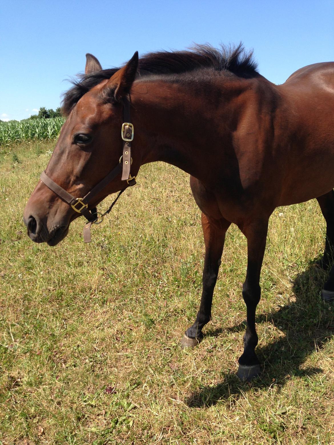 Fuldblod (XX) Stald-Bakkely's Tessa - 11-08-13 billede 17