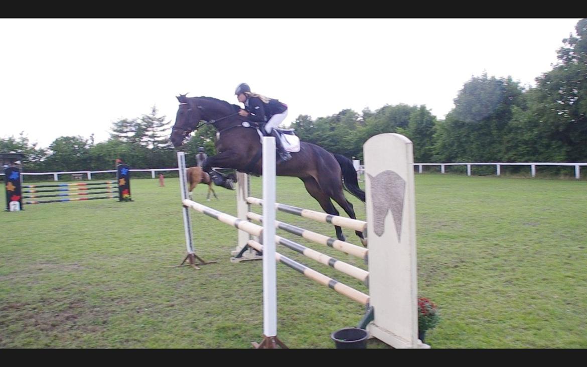 Hannoveraner Come Up 2 - Vores første LA sammen i Skåde, hvor hun gik med en enkelt tidsfejl :-) billede 8