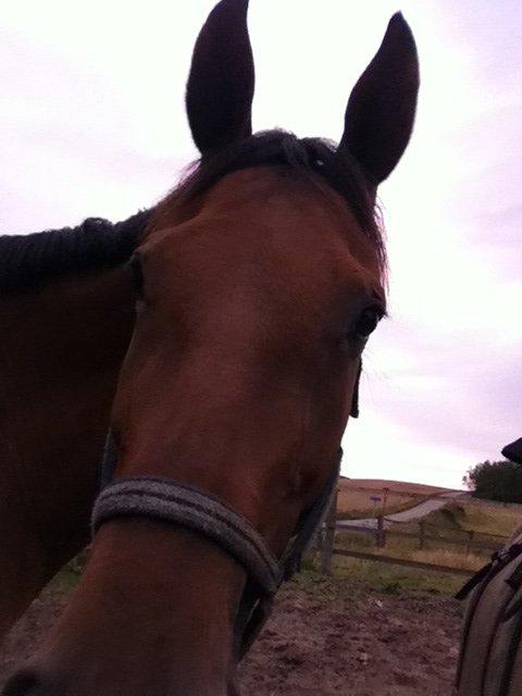 Dansk Varmblod Fanaldo <3<3 - Min skat efter han kom hjem!<3 billede 3