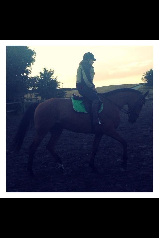 Dansk Varmblod Fanaldo <3<3 - Første ridetur efter han kom hjem! billede 4