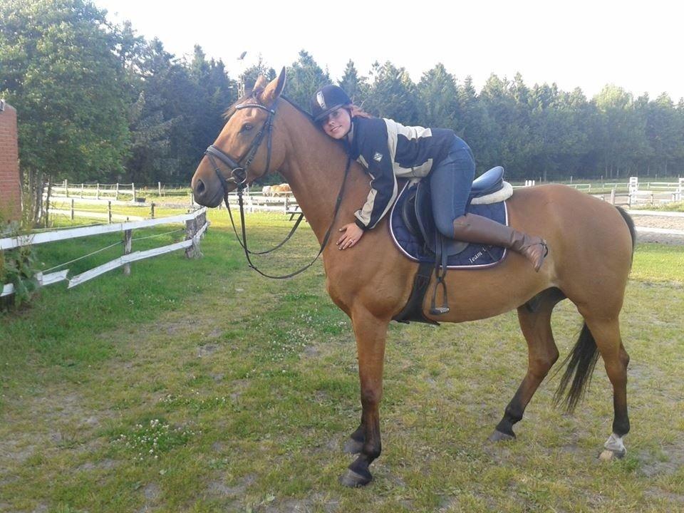 Dansk Varmblod Fanaldo <3<3 - Efter at have prøvet ham!<3 billede 5