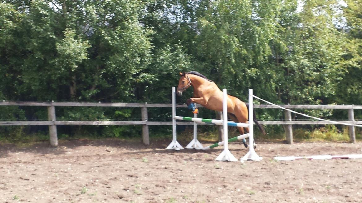 Dansk Varmblod Fanaldo <3<3 - løsspringning ! i: billede 6