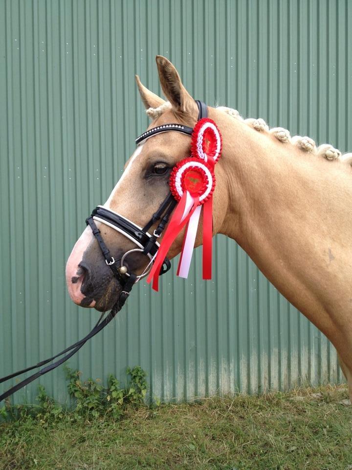 Palomino Mr. Spirit Minded - I will always go with you <3 vinder af opvarmningsklasse med 72,243% og vinder af første afdeling af klubmesterskabet med 71,739% ' Rideklubben vestervang billede 15
