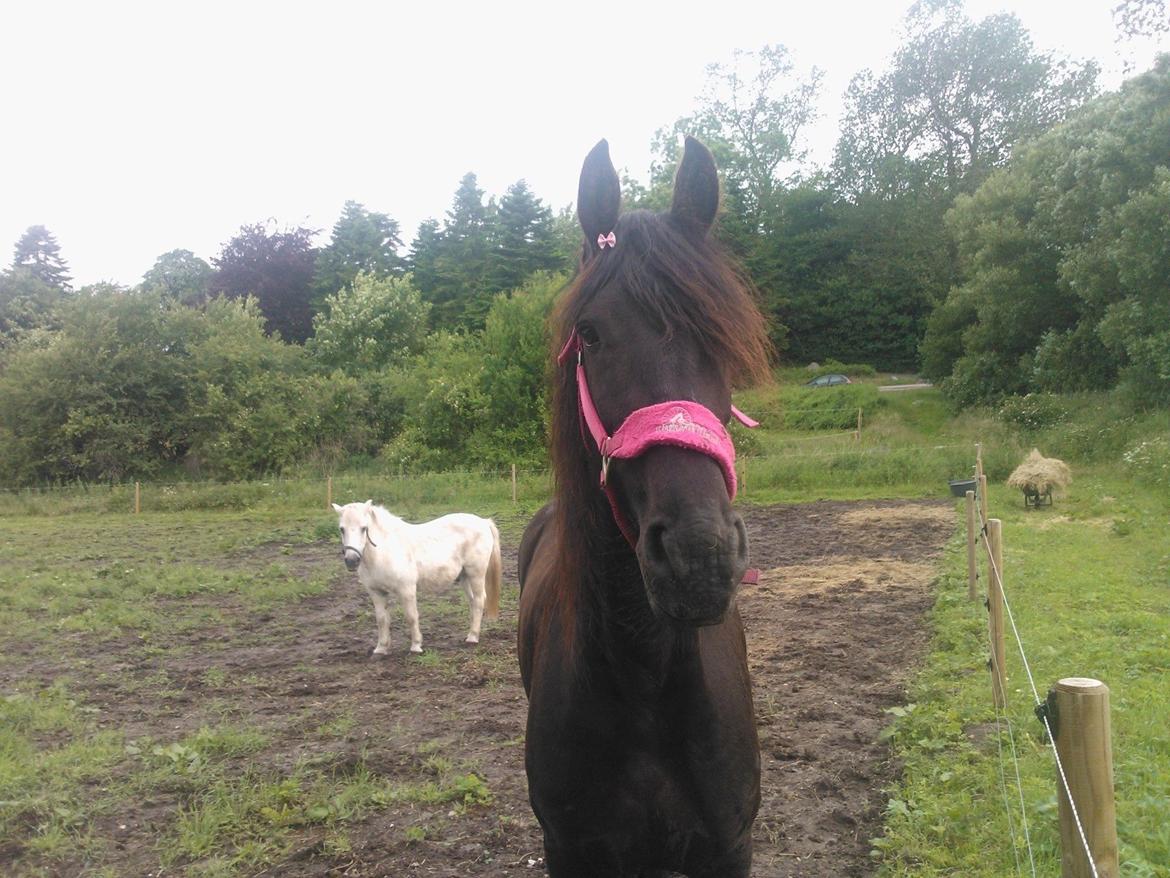 Frieser Ayla af Hestagergaard billede 8