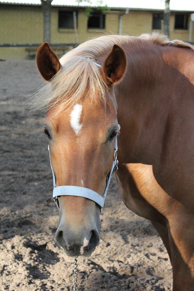 New Forest Kantje´s Isabella AKA Pony - Prinsessen<3 billede 17