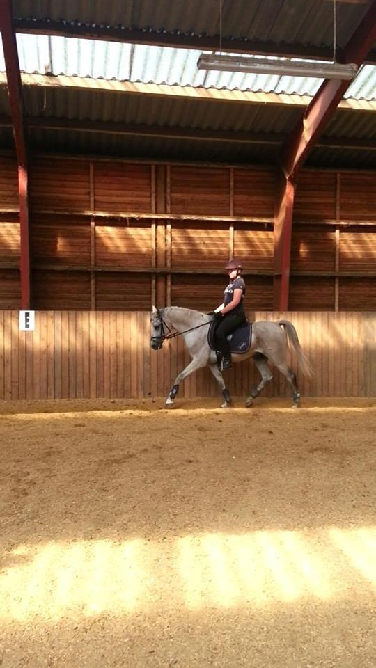 Arabisk fuldblod (OX) Diya Al Din - sådan ser det så ud efter 1 måned med brækket arm. Er ikke stolt over mig selv. Suk. billede 9