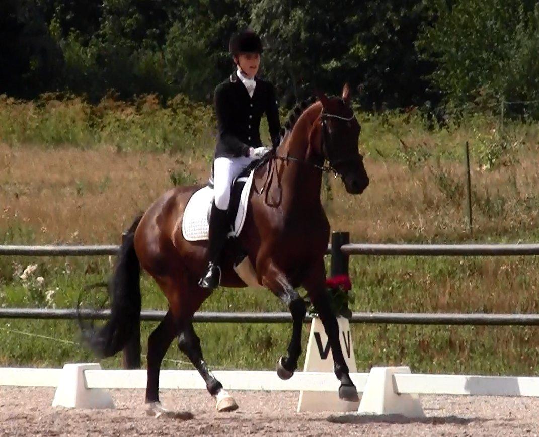 Dansk Varmblod Gørklintgårds Gaia billede 13