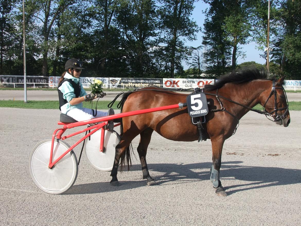 New Forest Cayenne  - Efter 1. pladsen i pony trav.
Melissa Vesterholm kørte med hende
Hun gjorde det så flot og satte ny rekord! billede 20