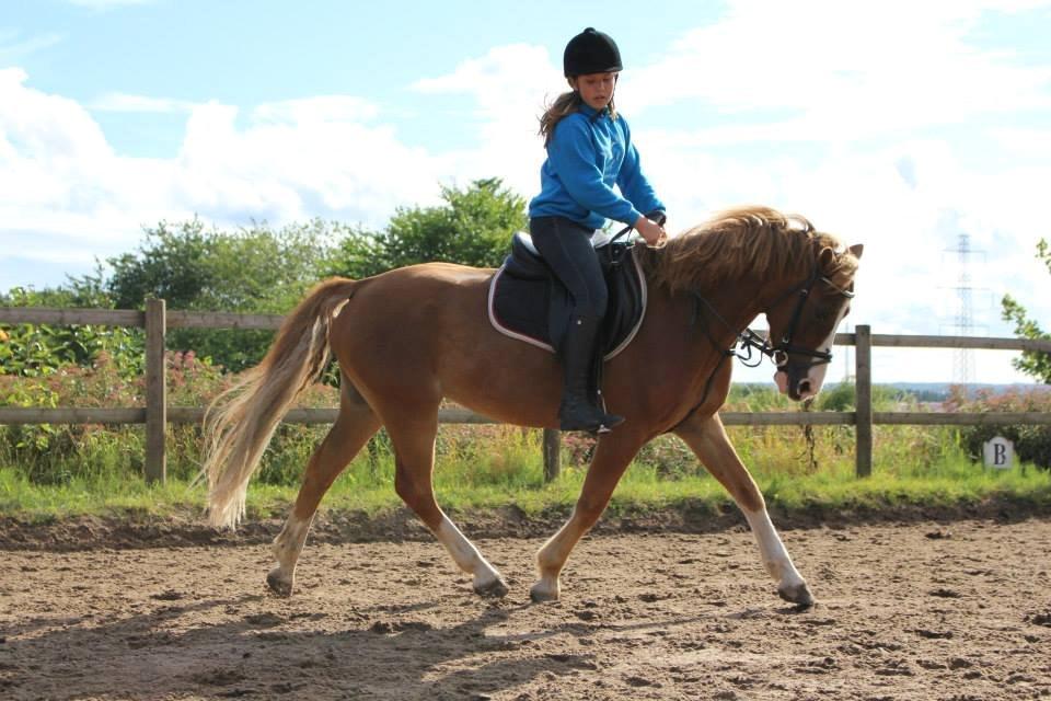 Tysk Sportspony Sultan(Sulle) <3 - 
Dressurtræning <3 billede 2