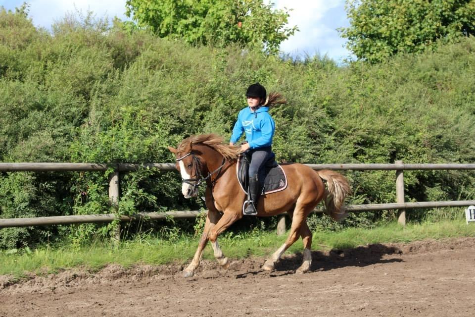 Tysk Sportspony Sultan(Sulle) <3 - Galooooooooooooop <3
 billede 19