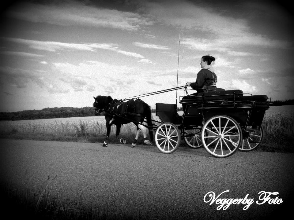 Pinto Topper - 17-8-13 billede 6