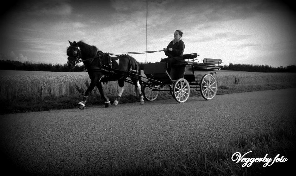 Pinto Topper - 17-8-13 billede 7