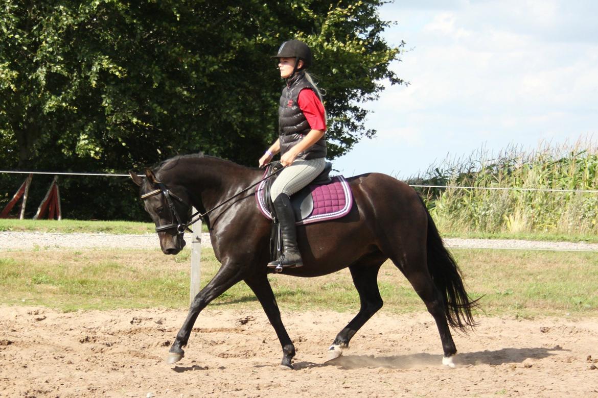 DSP Bakkegaarden's Mrs Magic - Efterår 2013 billede 12