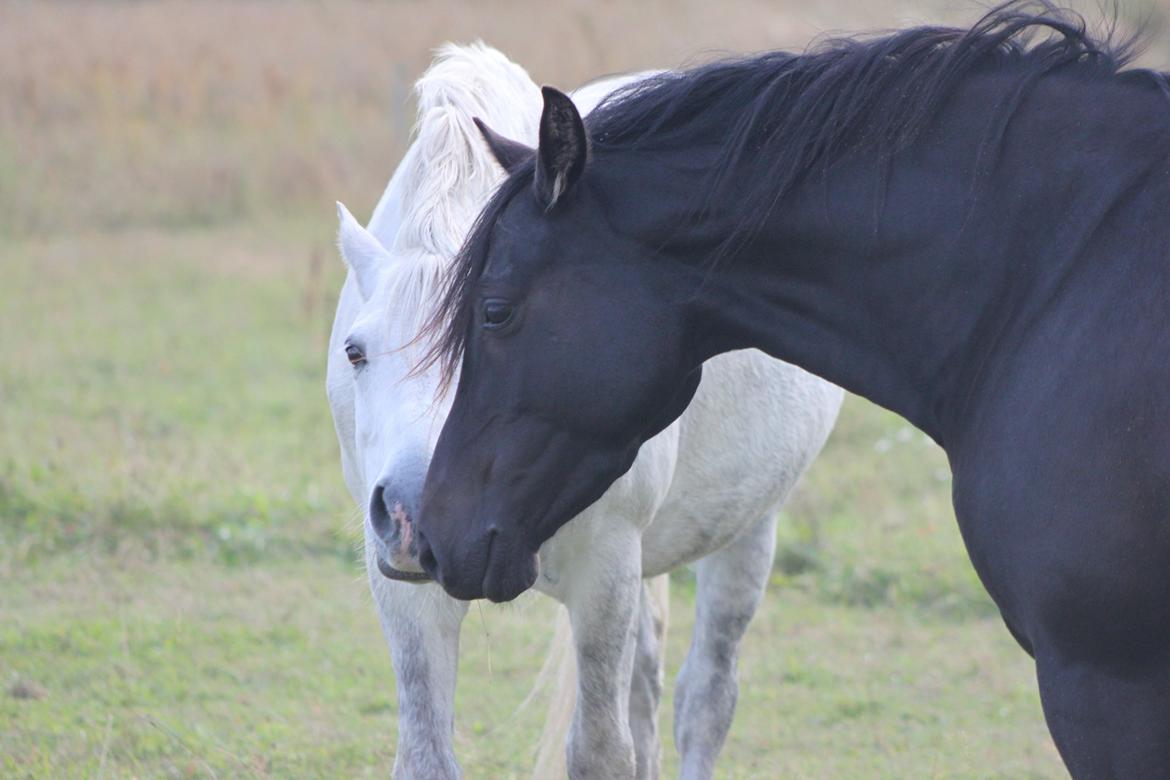 DSP Bakkegaarden's Mrs Magic billede 2