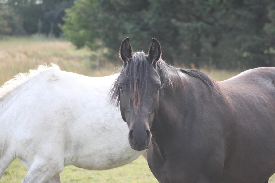 DSP Bakkegaarden's Mrs Magic - Efterår 2013 - Lige ankommet hjemme hos mig billede 10
