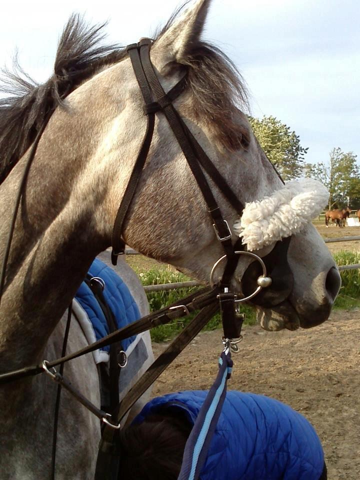 Fuldblod (XX) Silver Shine (IRE) - gotta love him.. <3 billede 19
