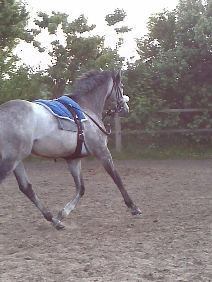 Fuldblod (XX) Silver Shine (IRE) billede 21