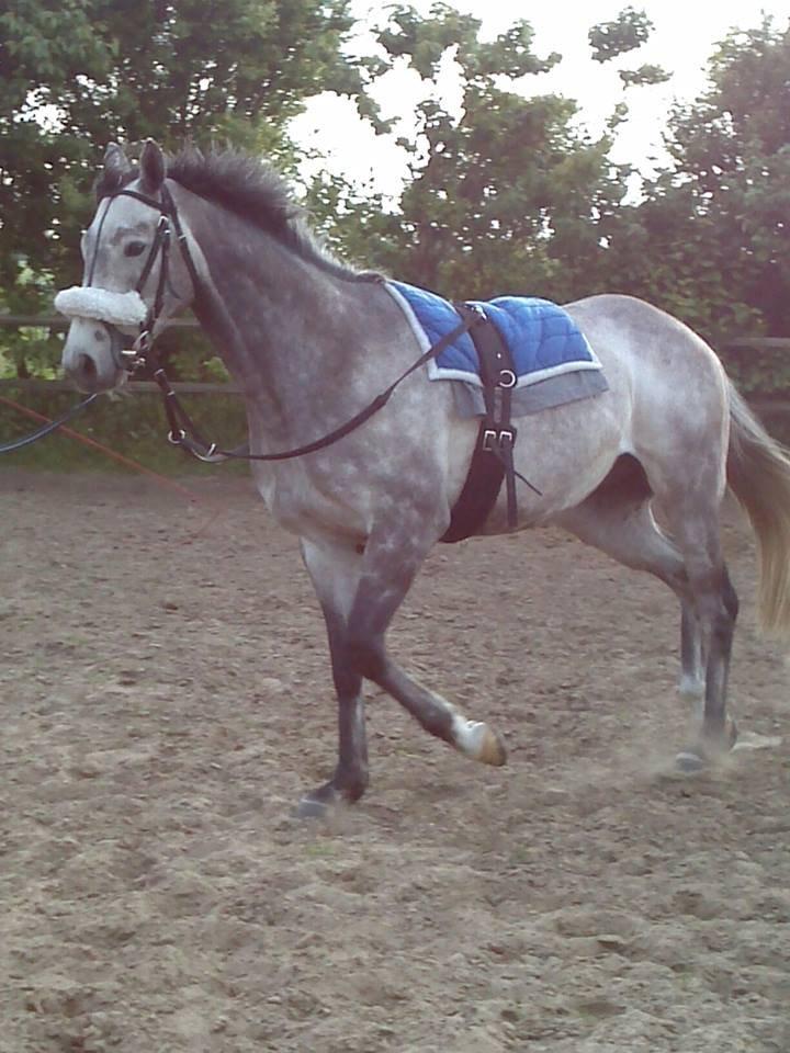 Fuldblod (XX) Silver Shine (IRE) - silver i longen.. Det er virkelig nemt med ham.. Det er han god til..  billede 22
