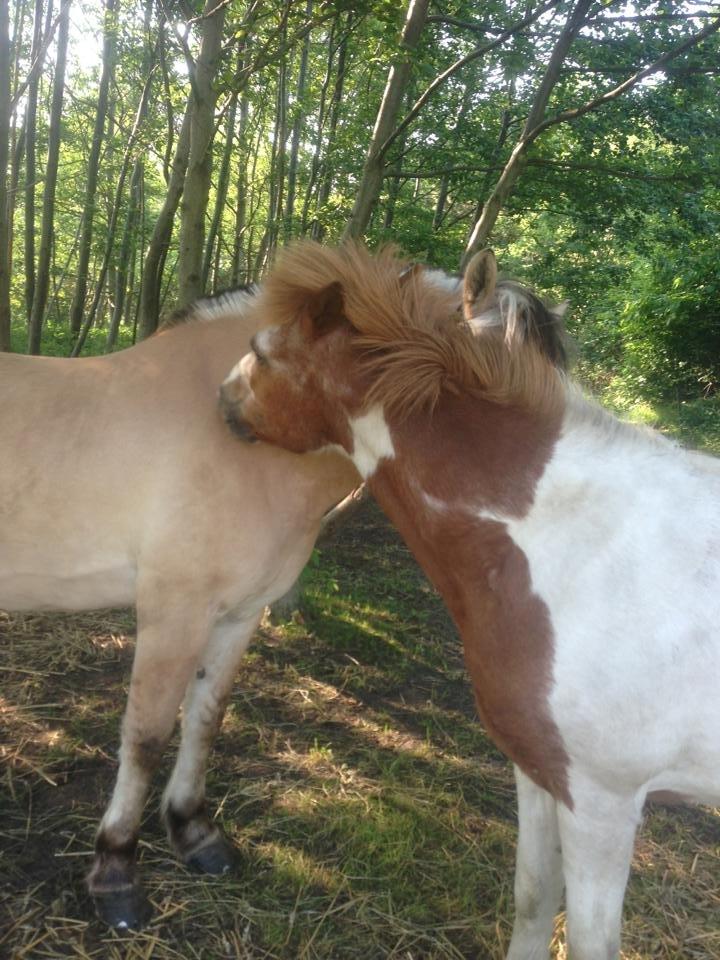 Fjordhest Oliver(Ollie) billede 17