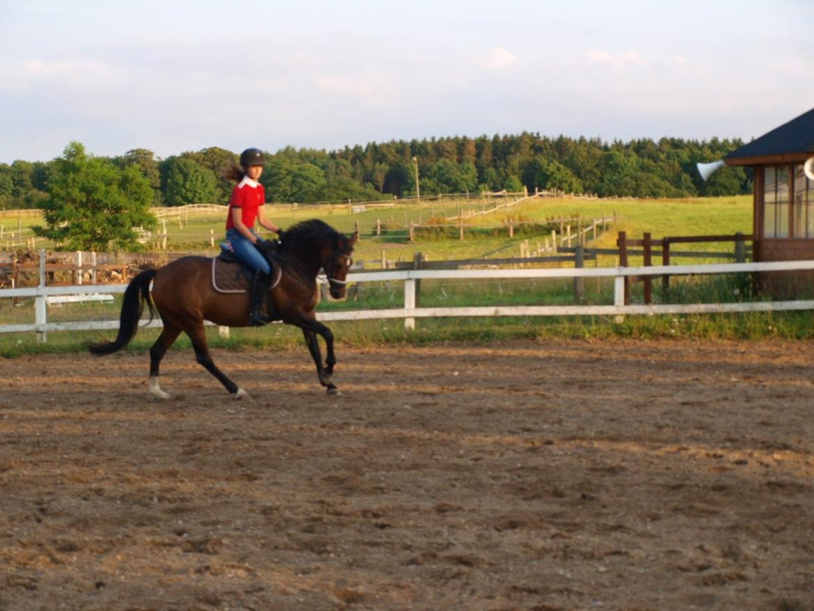 Welsh Partbred (Sec F) GROEZE'S JOSINA billede 10