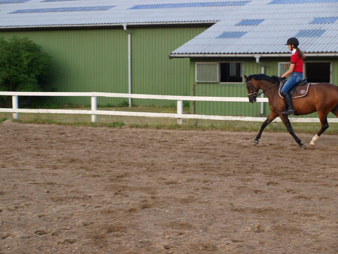 Welsh Partbred (Sec F) GROEZE'S JOSINA billede 2