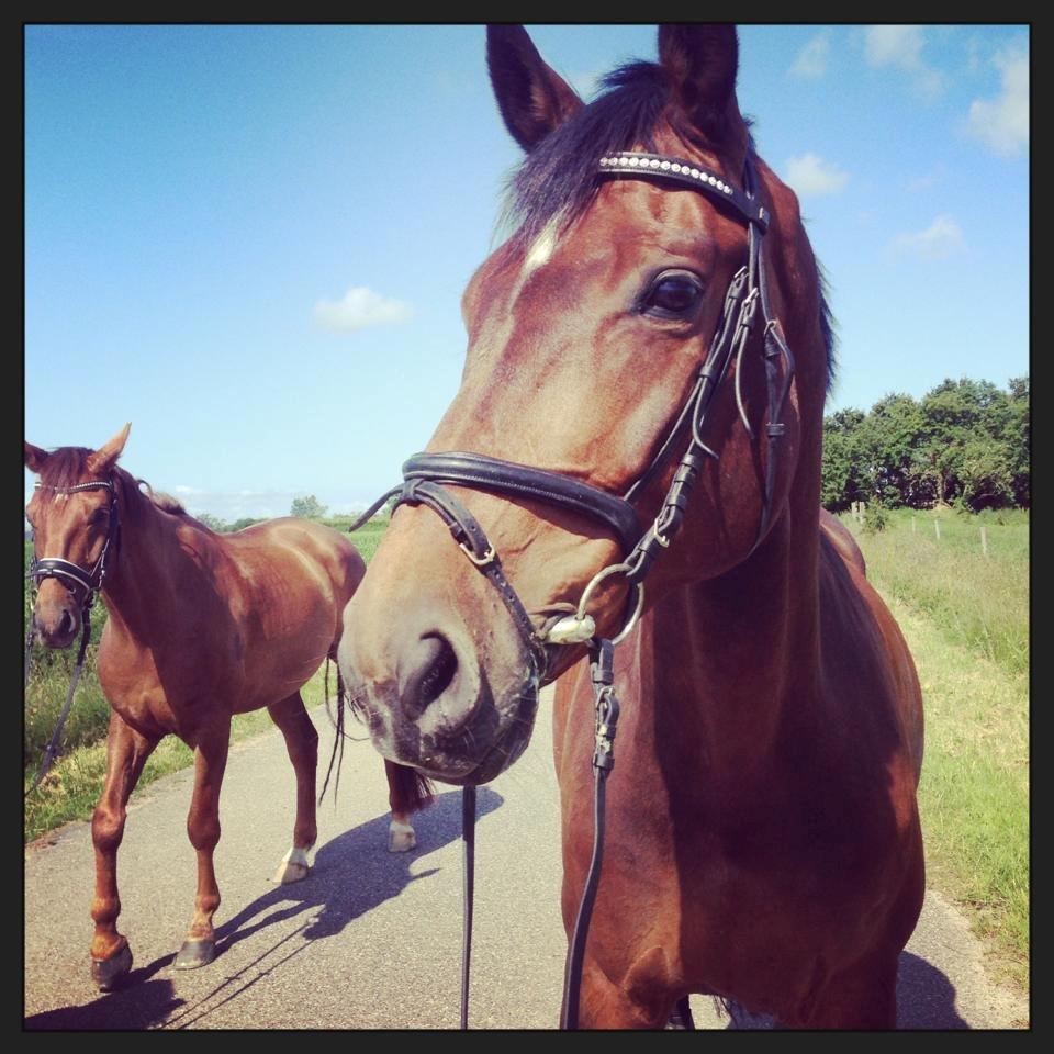 Holstener Lucern - luuuusss <3<3 billede 8