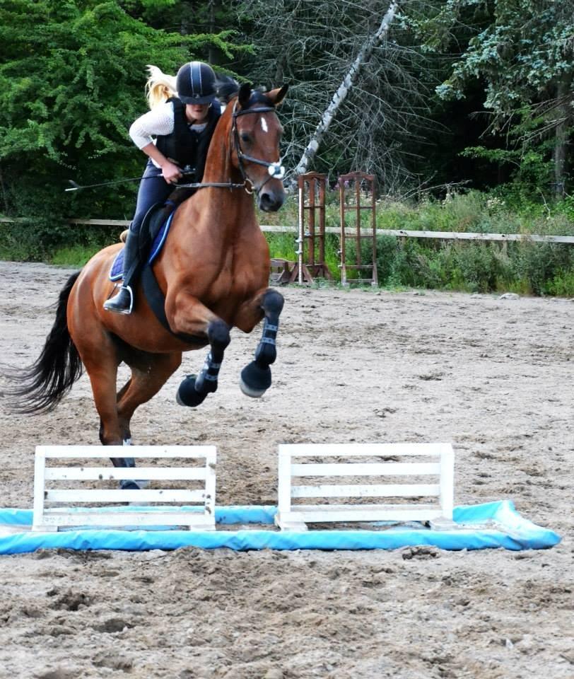 Trakehner  Klosterhedens why not (Notti) <3 billede 17