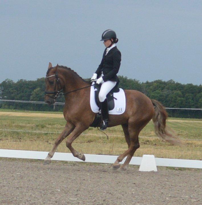 New Forest Elmholts Rekord - Staevne på bels billede 11