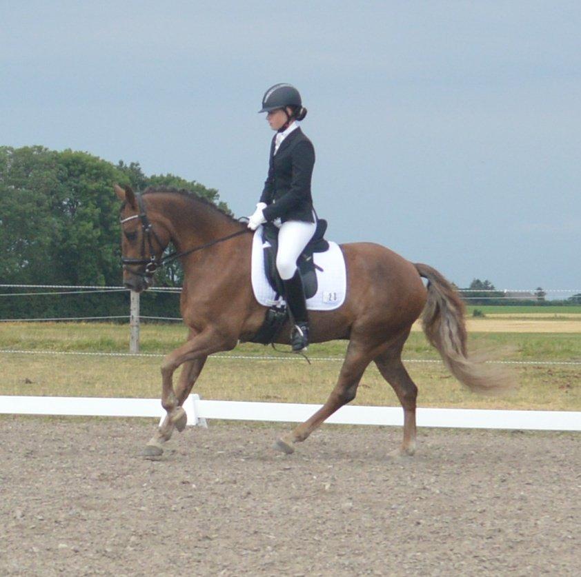 New Forest Elmholts Rekord - Staevne på bels billede 17
