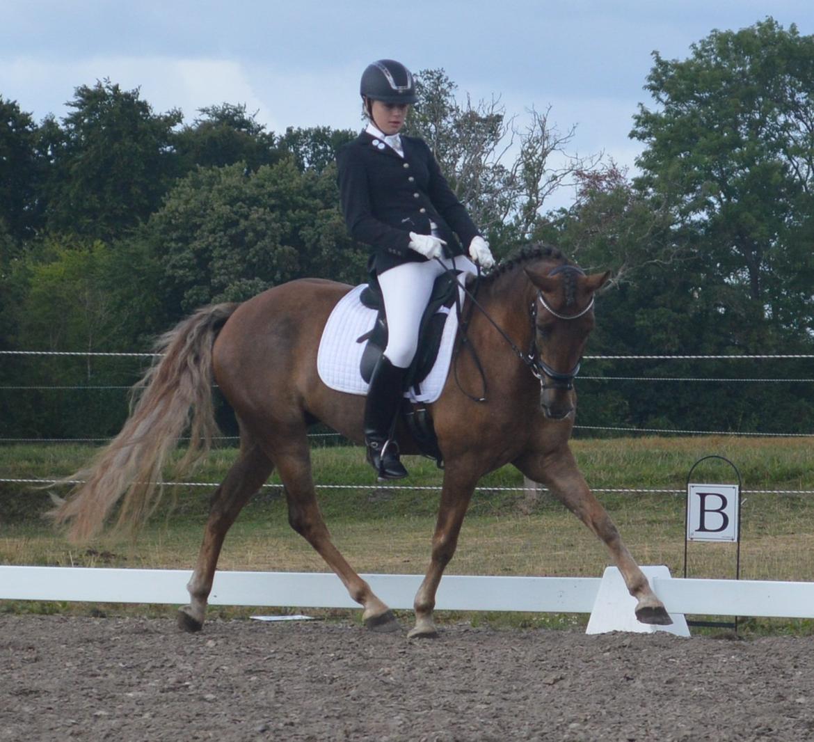 New Forest Elmholts Rekord billede 20