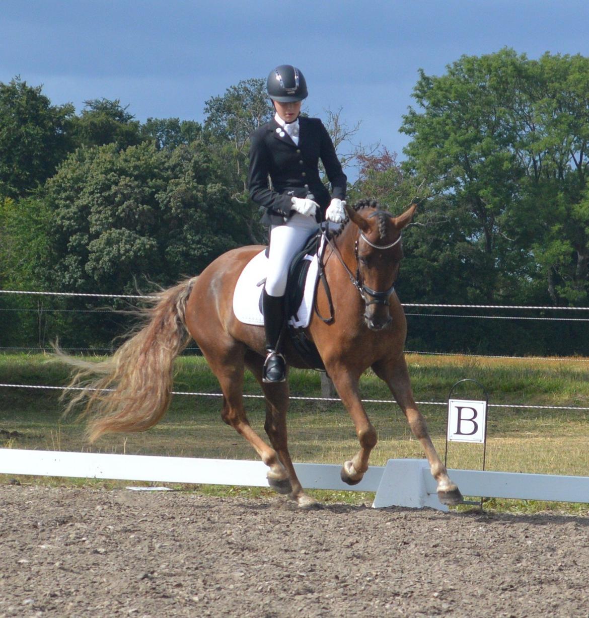 New Forest Elmholts Rekord billede 10
