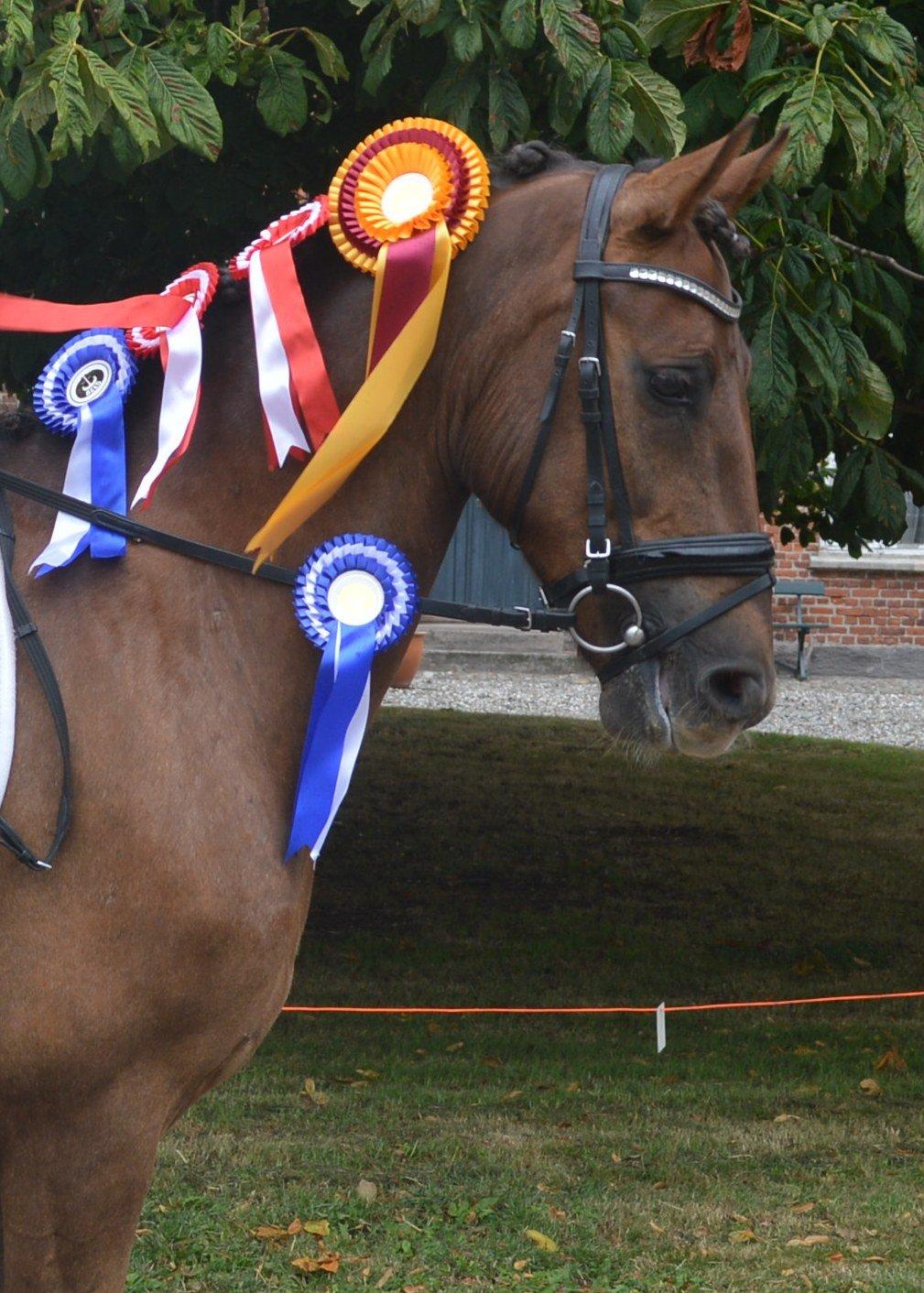 New Forest Elmholts Rekord billede 22