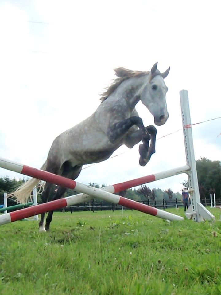 Pura Raza Española Campanero *Æseløre* billede 4