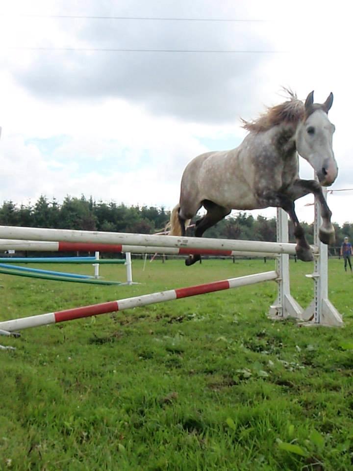 Pura Raza Española Campanero *Æseløre* billede 11