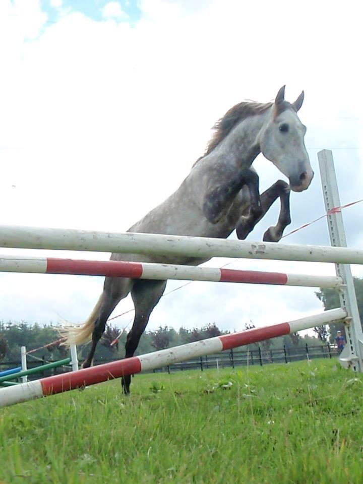 Pura Raza Española Campanero *Æseløre* billede 7