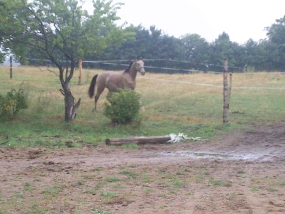 Anden særlig race Bækgårdens Duncan billede 2