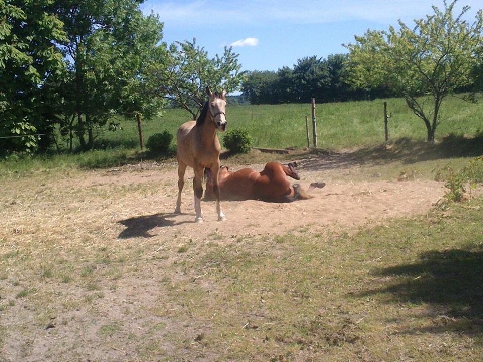 Anden særlig race Bækgårdens Duncan billede 3