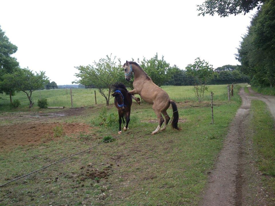 Anden særlig race Bækgårdens Duncan billede 1