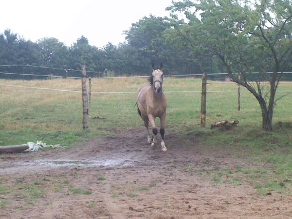 Anden særlig race Bækgårdens Duncan - Nu kommer jeg :) billede 4