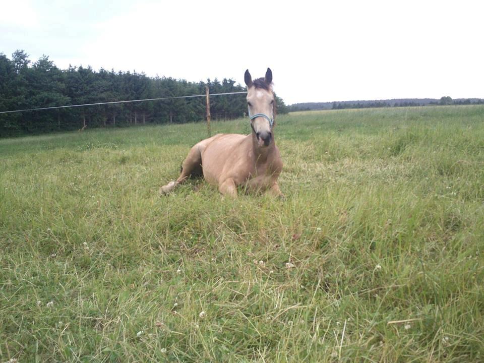 Anden særlig race Bækgårdens Duncan billede 5