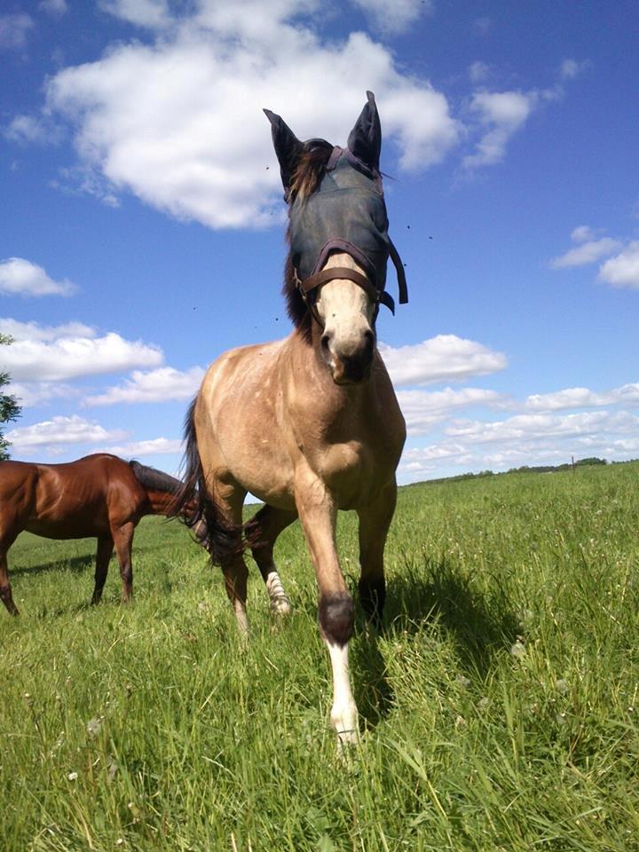 Anden særlig race Bækgårdens Duncan billede 6