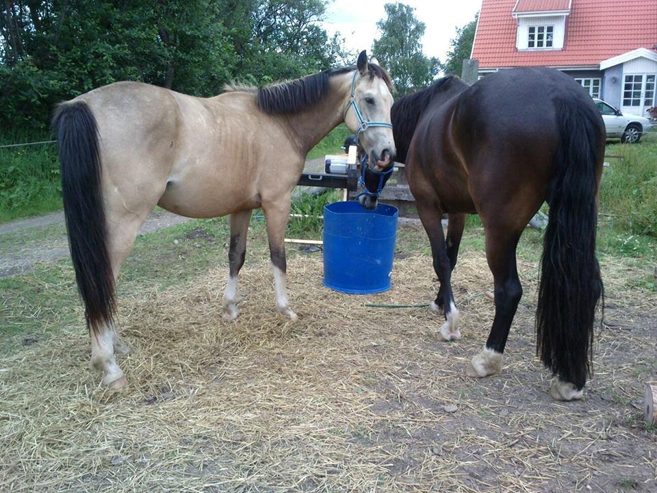 Anden særlig race Bækgårdens Duncan billede 7