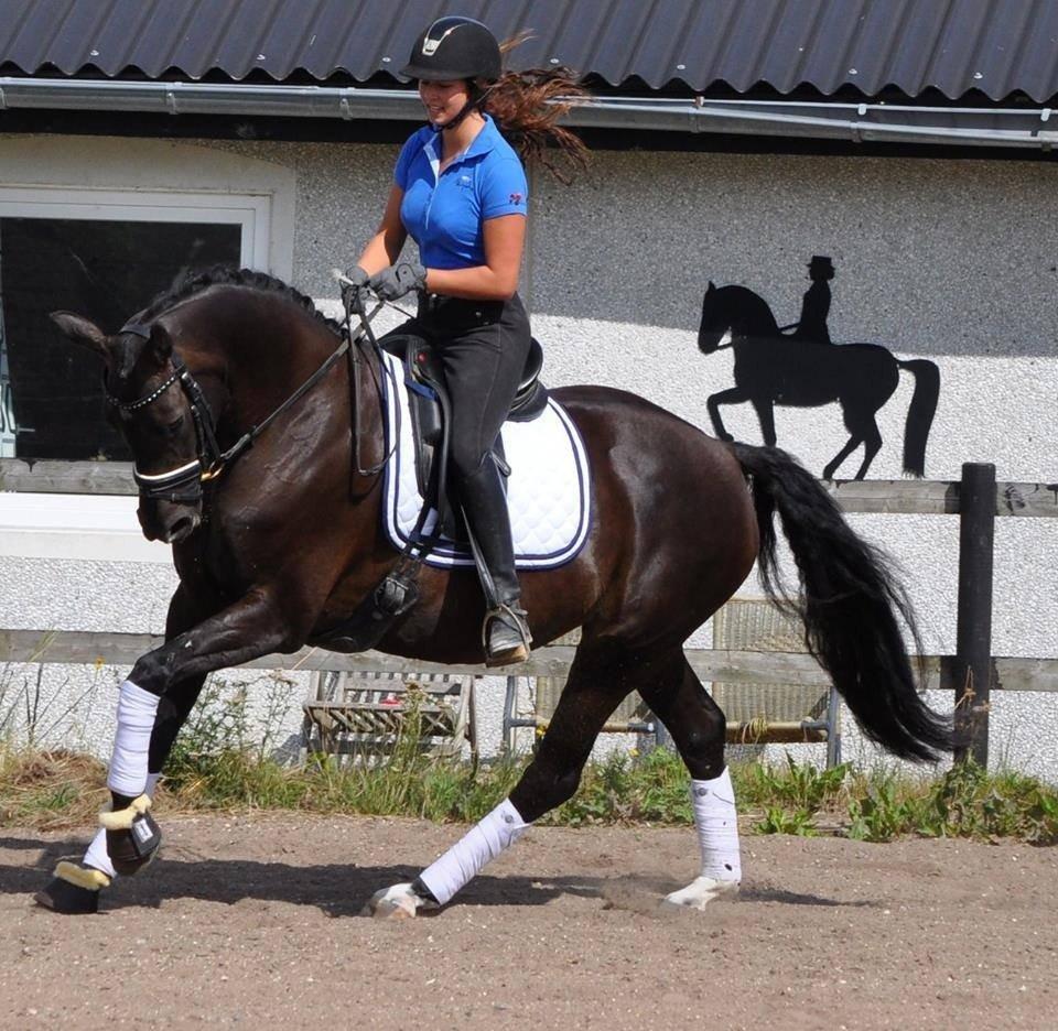 Dansk Varmblod Skovbakkegaards Sandra Hit billede 3