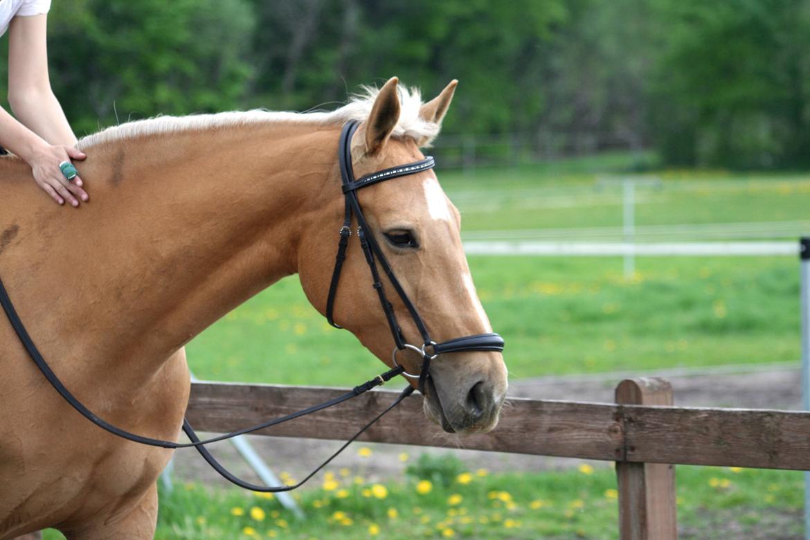 Palomino Chess Stauslykke - Foto: Siw billede 18