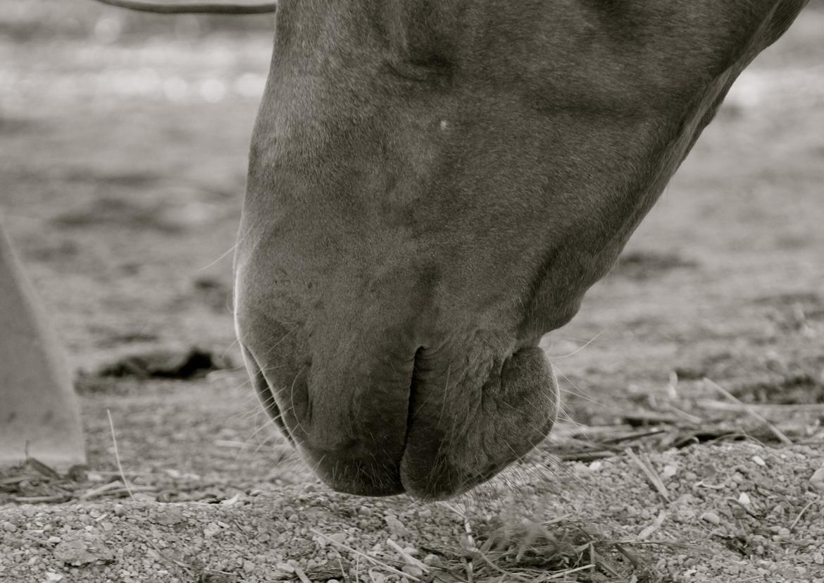 Palomino Chess Stauslykke billede 6