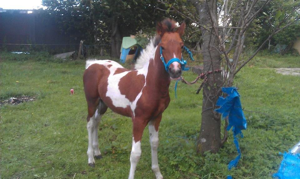 Anden særlig race Højersmindes Flicka billede 1