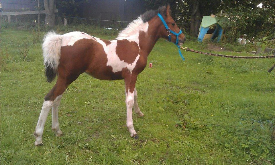 Anden særlig race Højersmindes Flicka billede 2