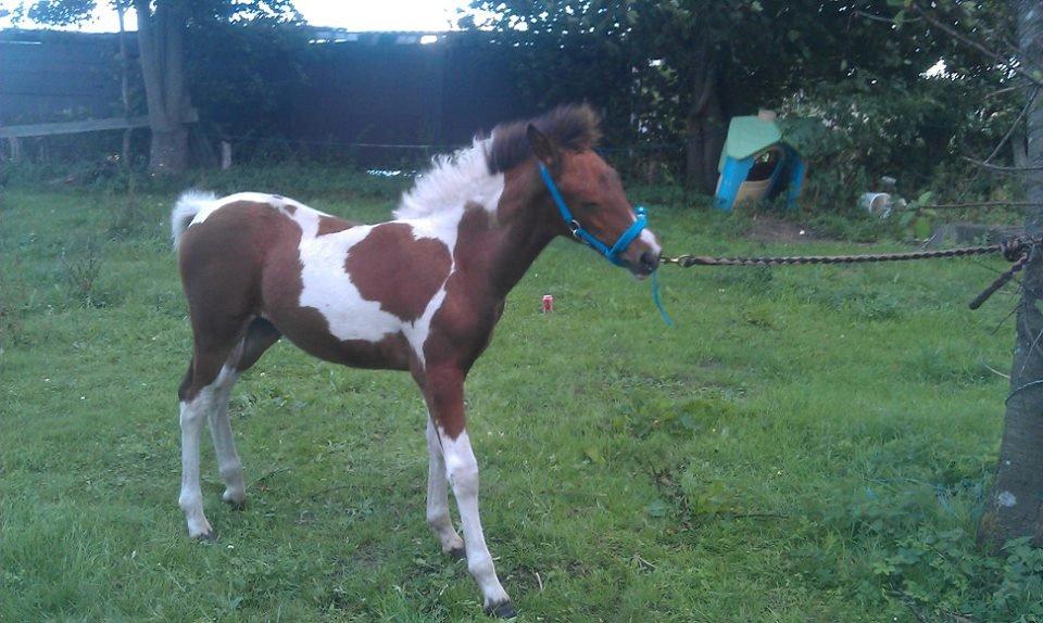 Anden særlig race Højersmindes Flicka billede 3